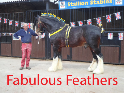 Fabulous Feathers